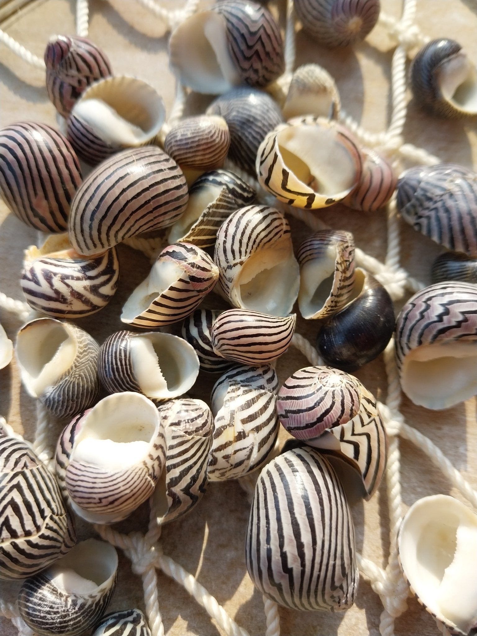 Purpley mixed Nerita snail small shells with black, purple, white zigzag and spotted patterns
