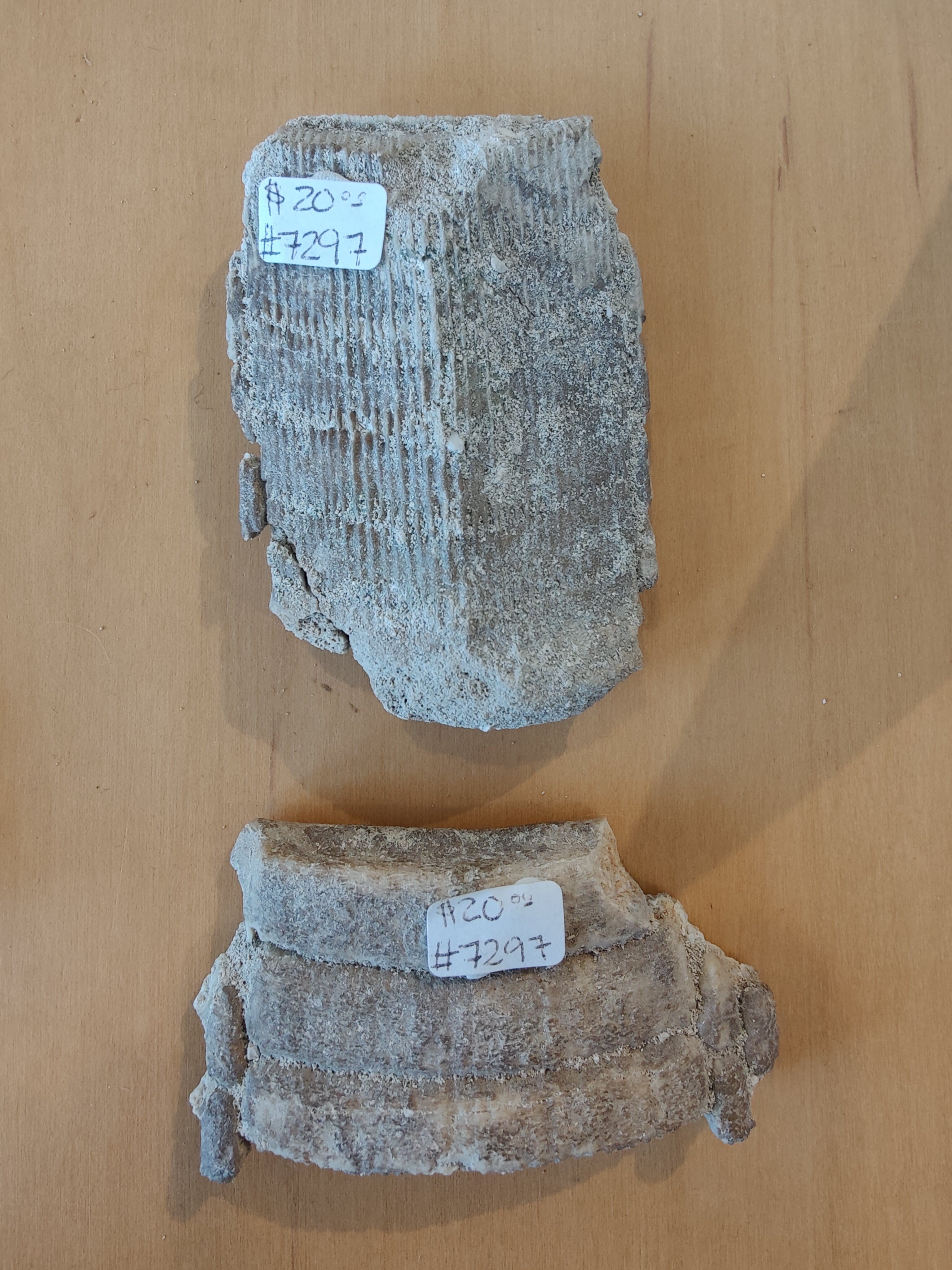 Large stingray mouth plate fossil from Morocco laid on a neutral background