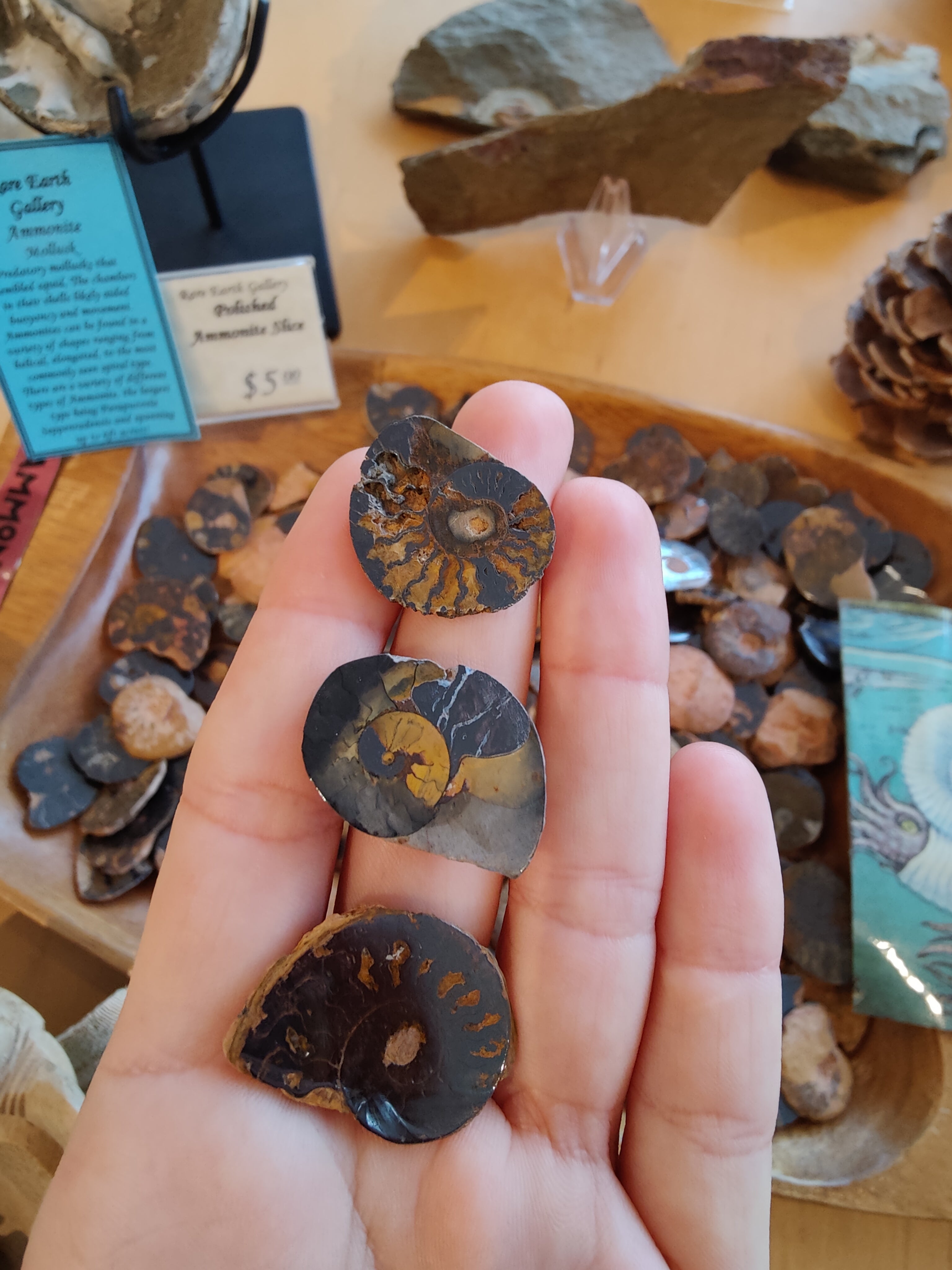 Polished Ammonite Slice by Rare Earth Gallery - product image 2 for Resin Society