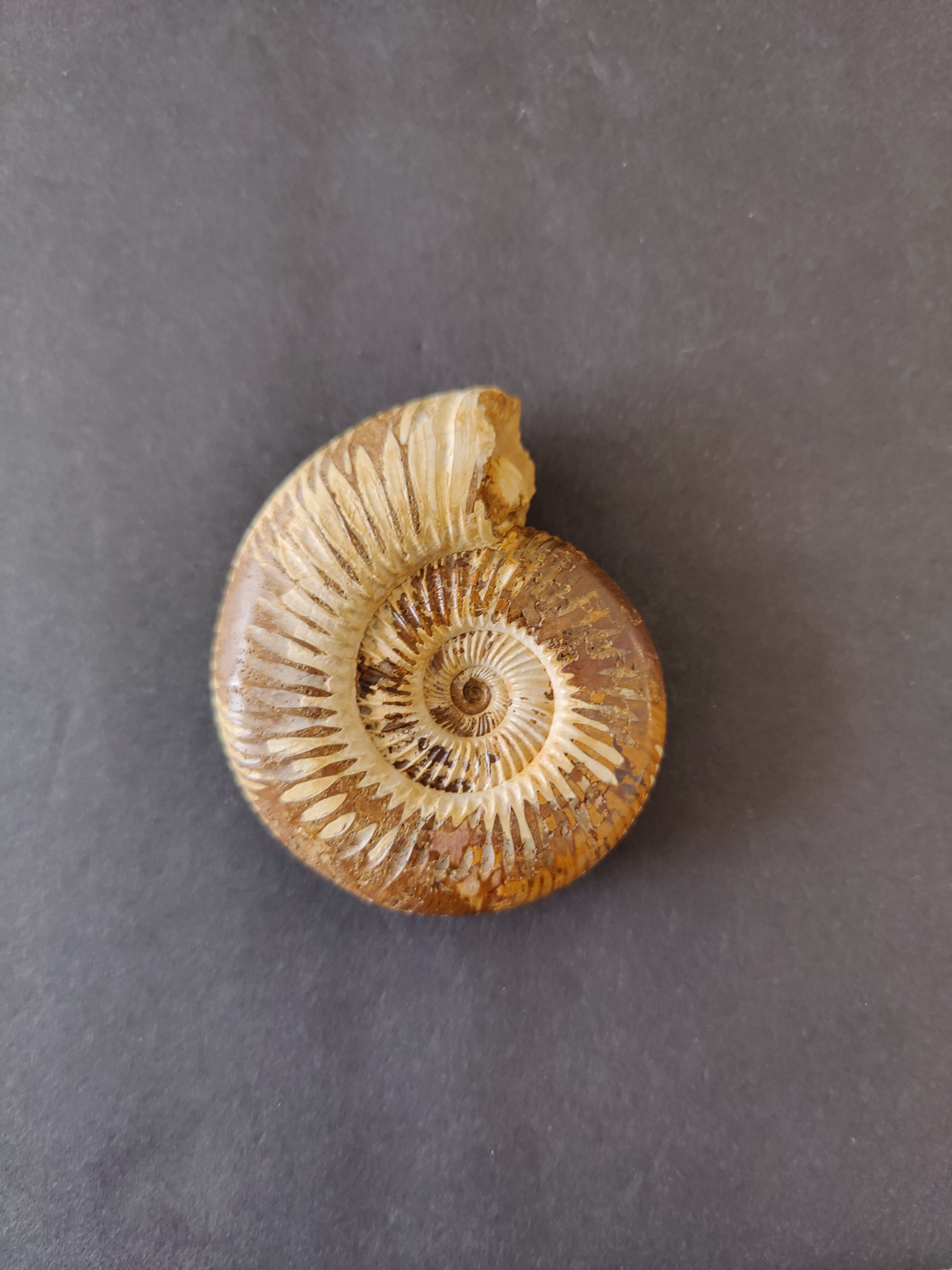 Polished Ammonite Fossil, Late Jurassic, Madagascar