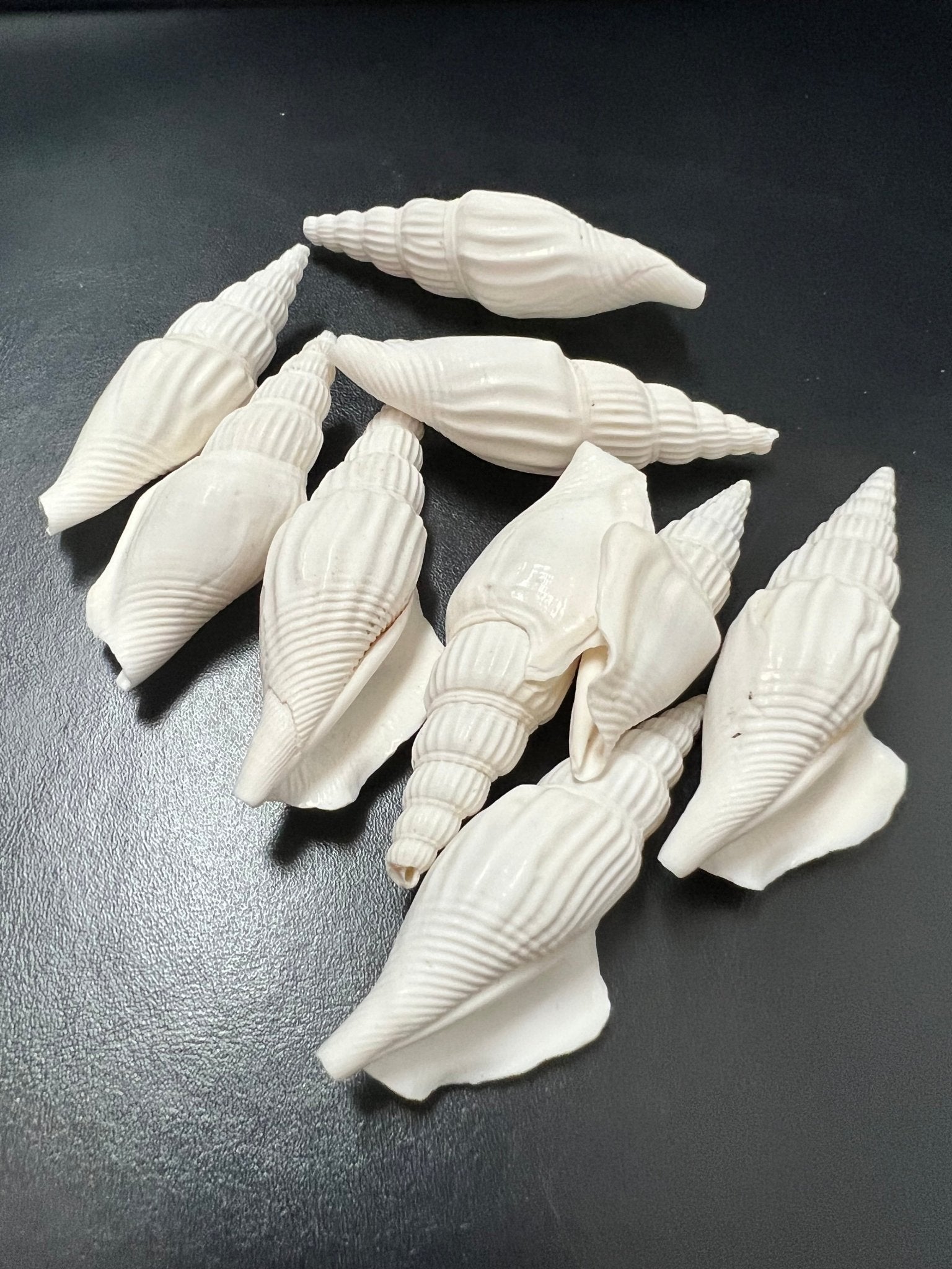 Close-up of natural white Strombus Vittatus crafting shells with tan accents