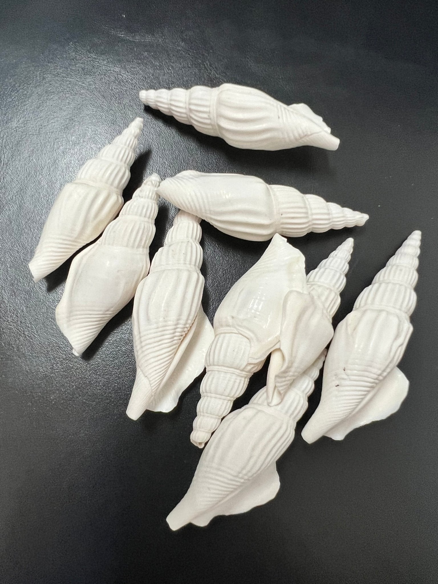 Close-up of natural white Strombus Vittatus crafting shells with tan accents