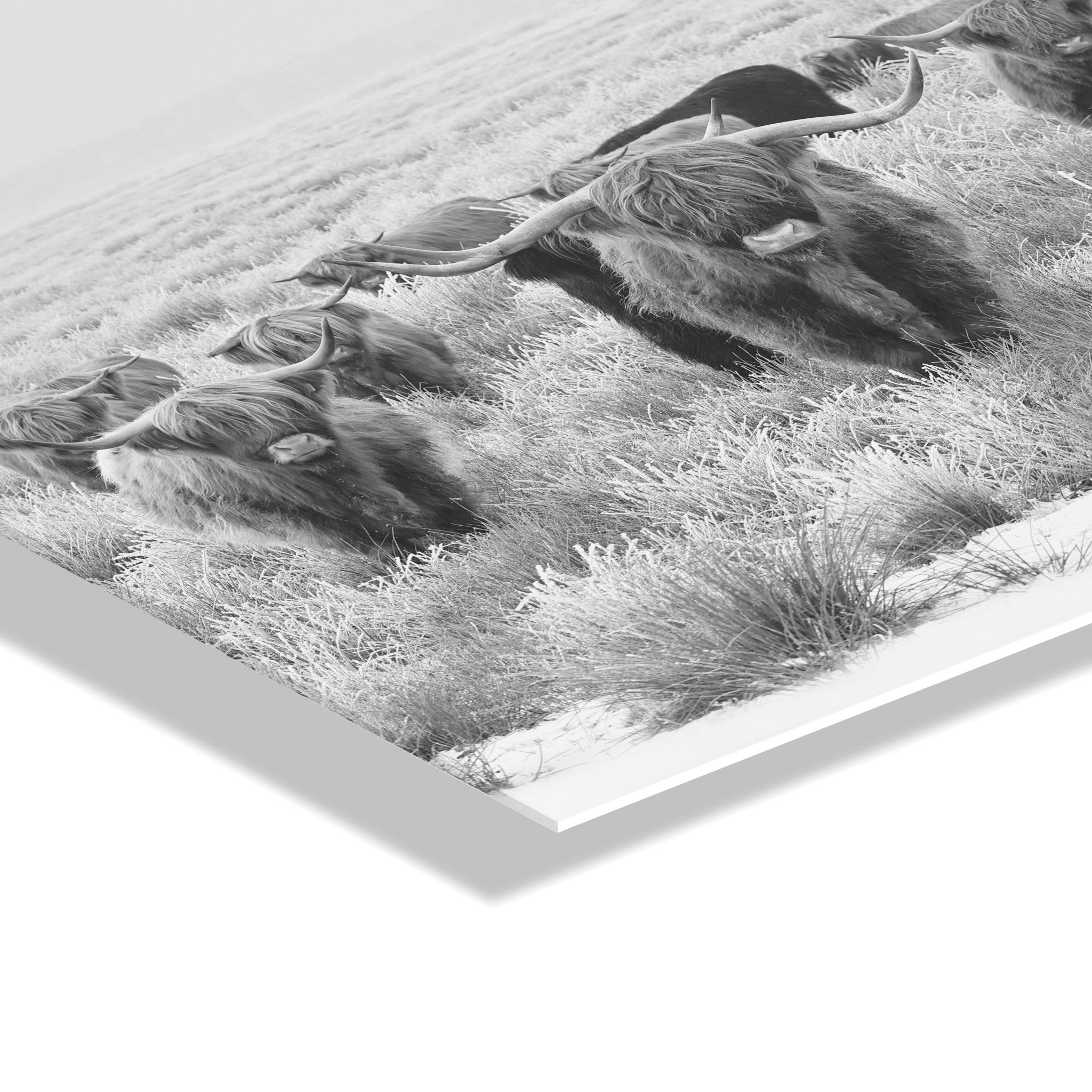 Herd of Highland Cows BW Floating Acrylic Art by The Creative Bunch by kateandlaurel - product image 3 for Resin Society