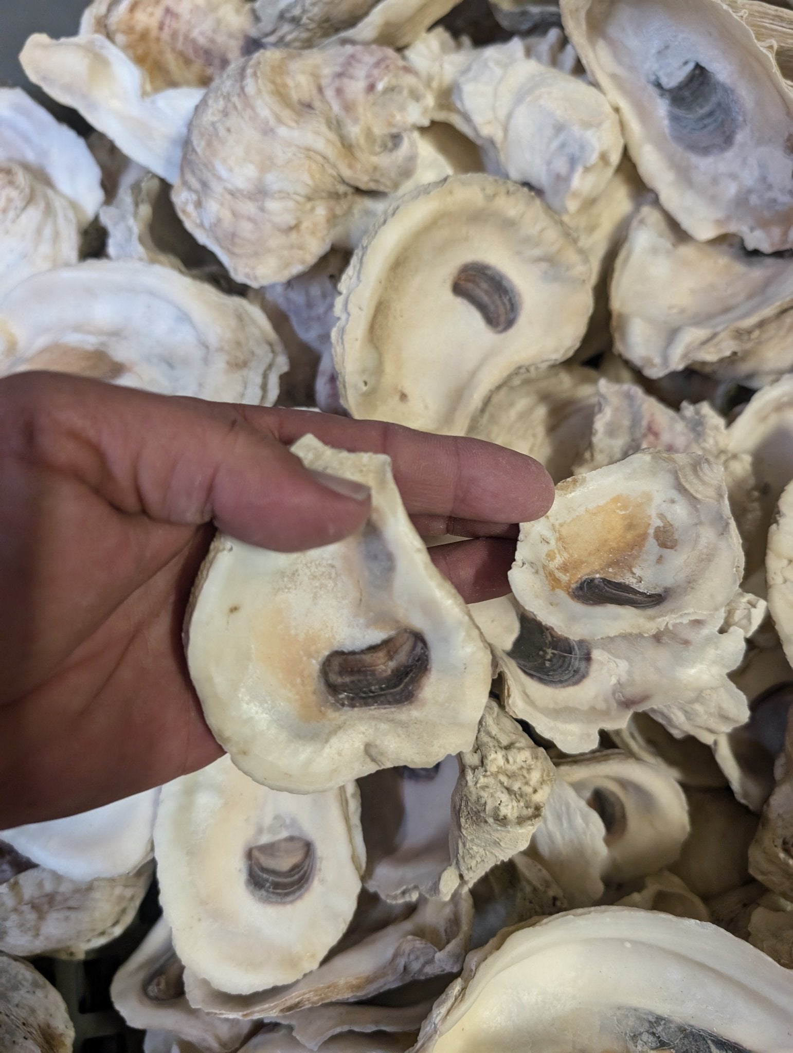 Natural Texas Gulf Coast oyster shells in mixed sizes and shapes for crafting and décor