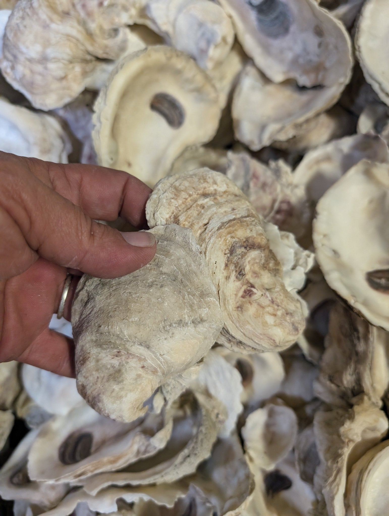 Natural Texas Gulf Coast oyster shells in mixed sizes and shapes for crafting and décor