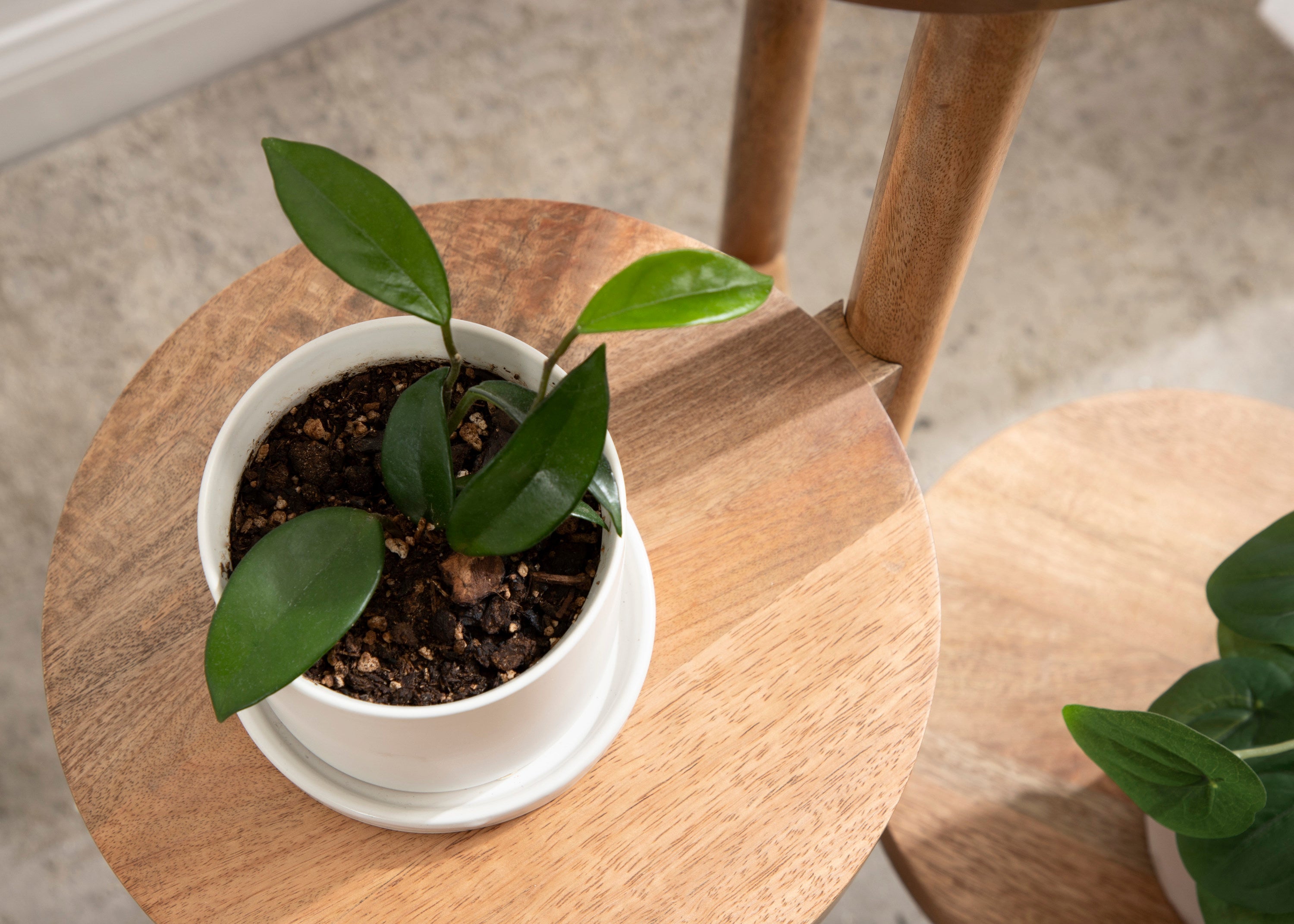 Fitley Wooden Plant Stand by kateandlaurel - product image 8 for Resin Society