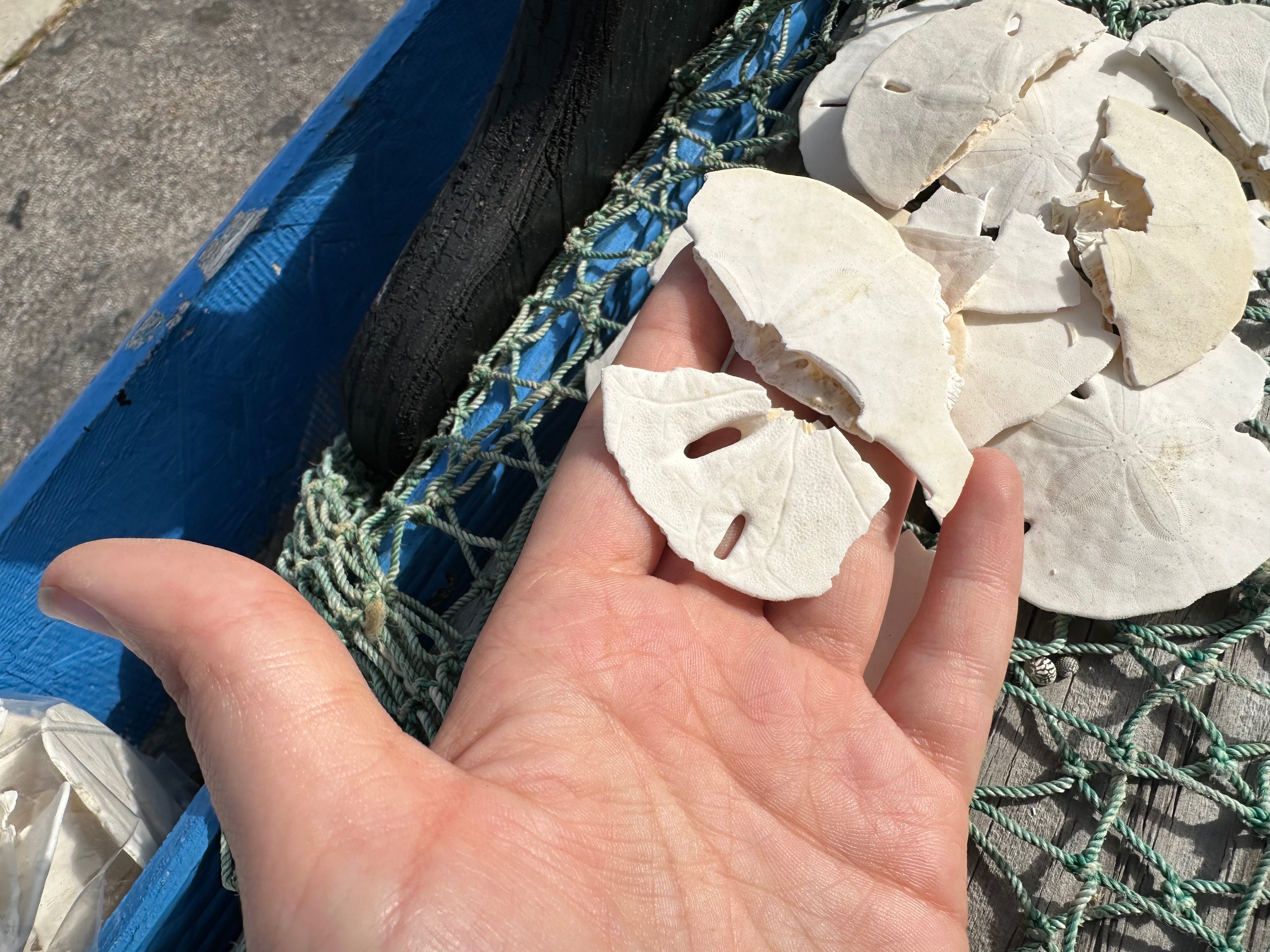 Broken white sand dollars for crafting and hermit crab food