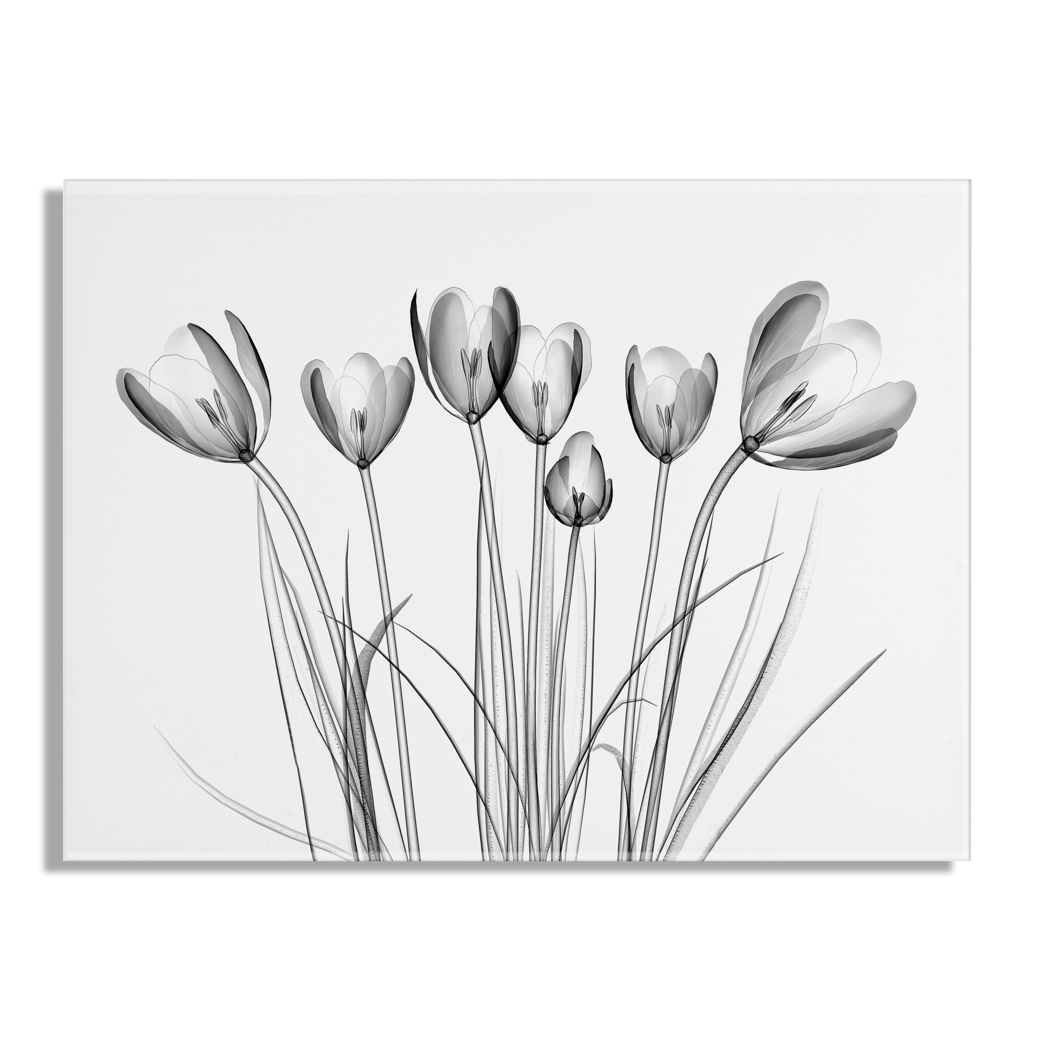 Crocus X Ray Floral Floating Acrylic Art by The Creative Bunch Studio by kateandlaurel - product image 2 for Resin Society