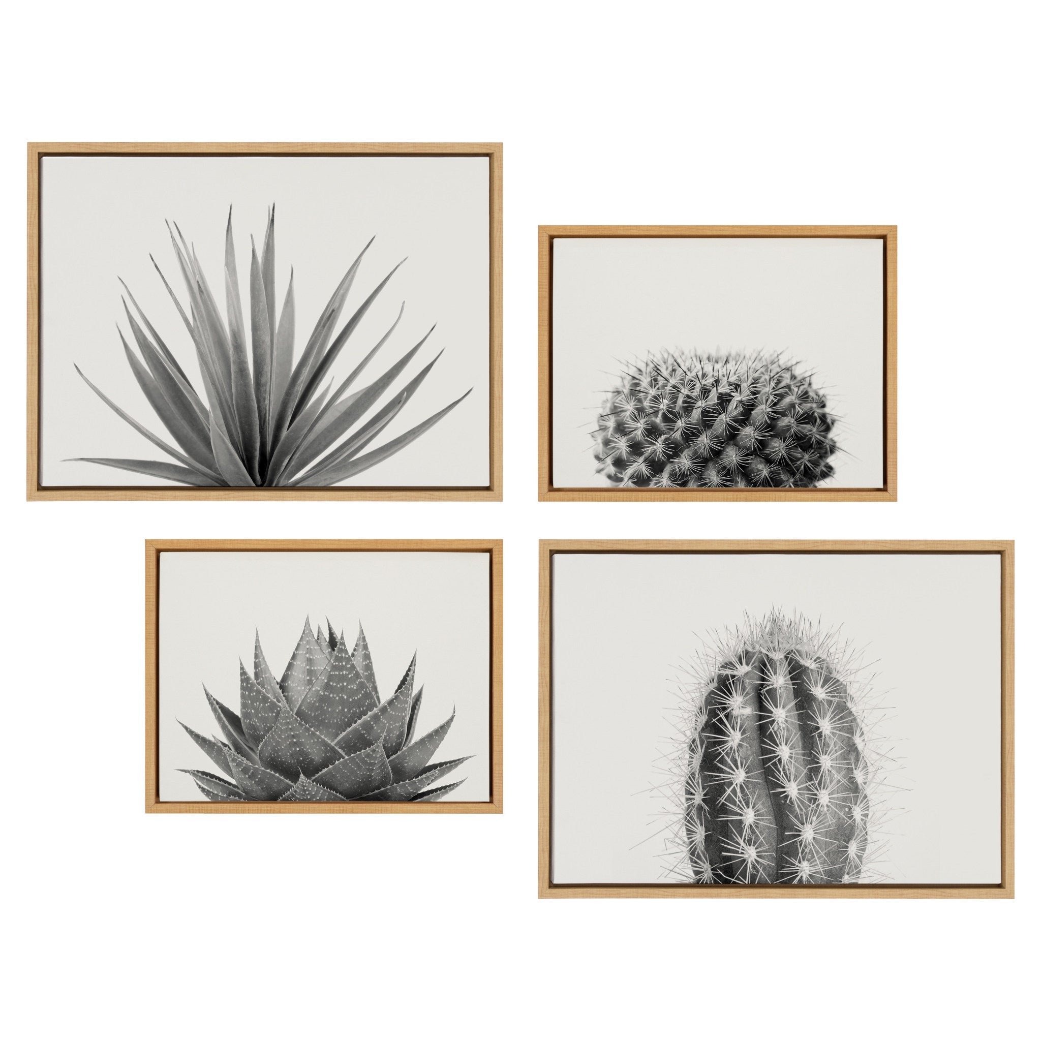 Framed canvas art set showing aloe succulent, tall cactus, short cactus, and agave succulent prints
