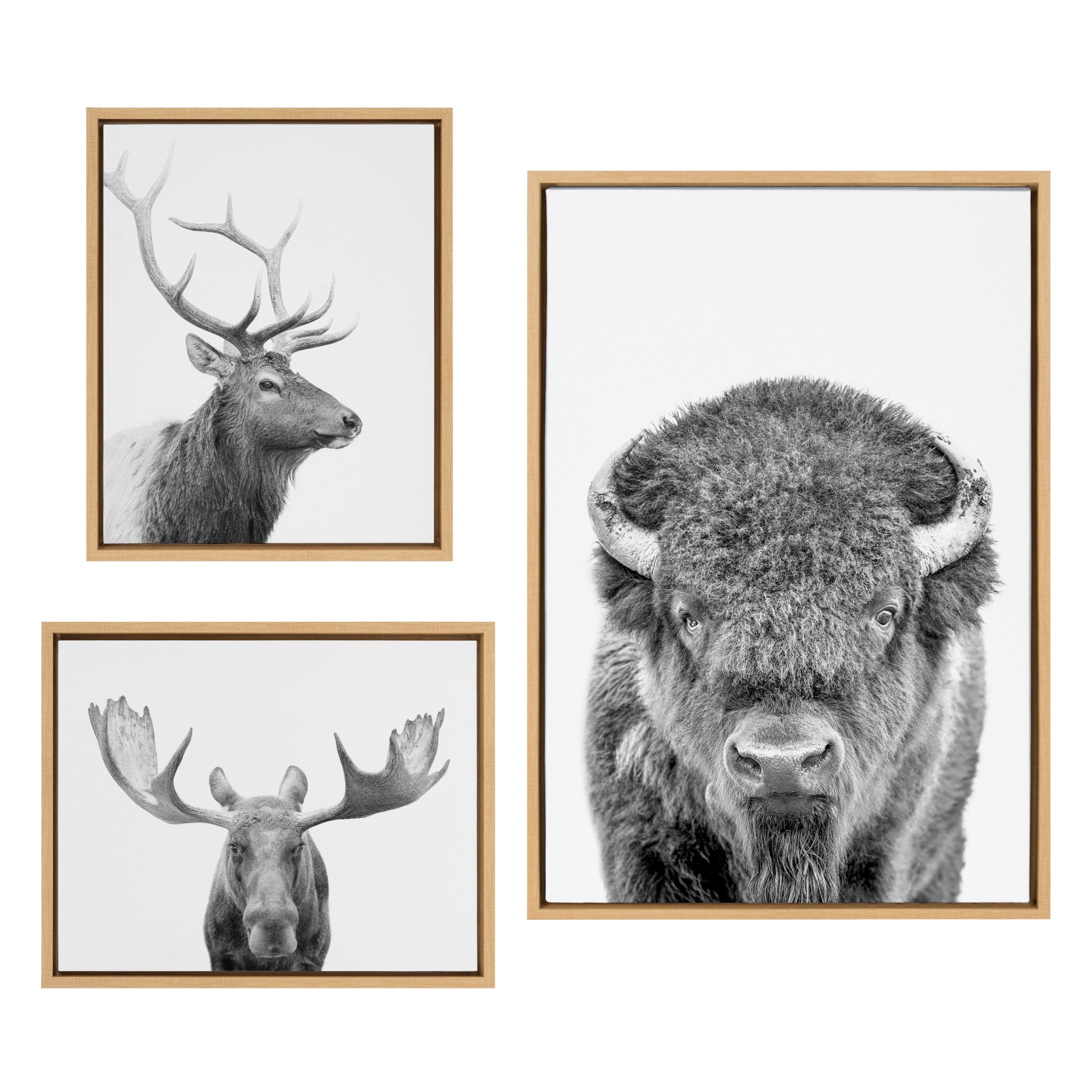 Three framed black and white canvas prints showing a bison portrait, a stag profile, and a moose