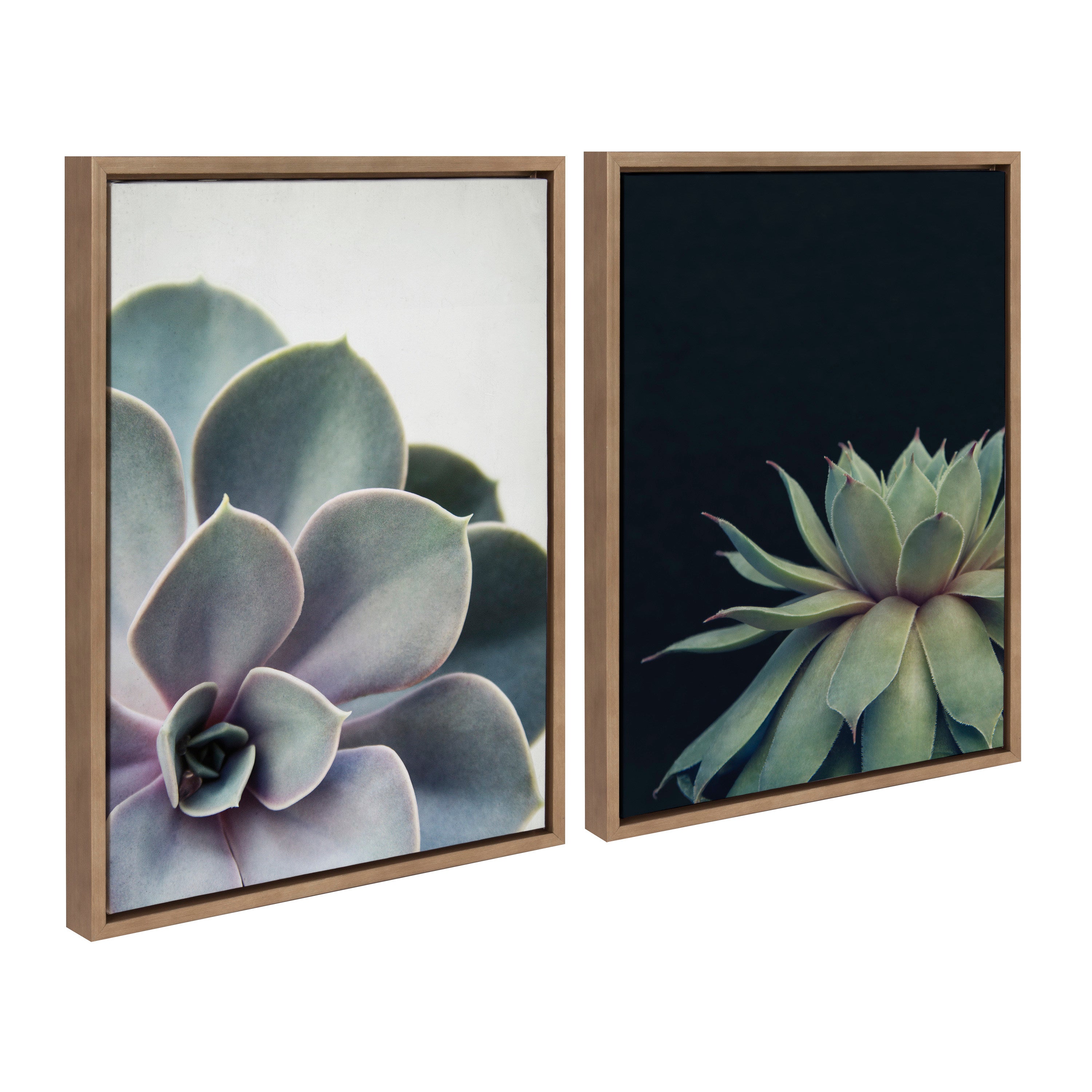Sylvie Succulent 5 and Succulent 8 Framed Canvas by kateandlaurel - product image 7 for Resin Society