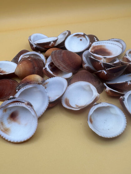 Coastal Shells & Craft Supplies