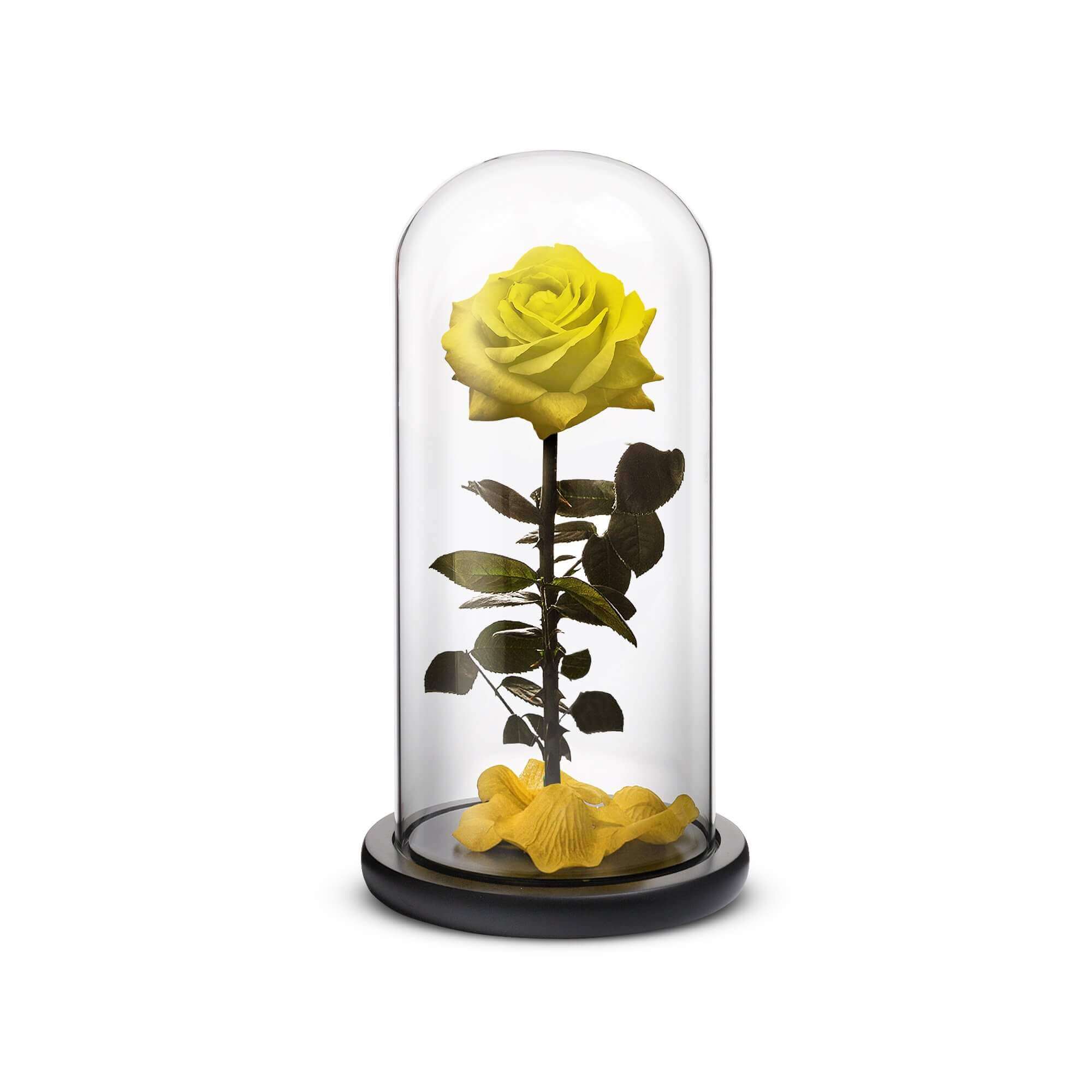 ROSEPHORIA collection at Resin Society