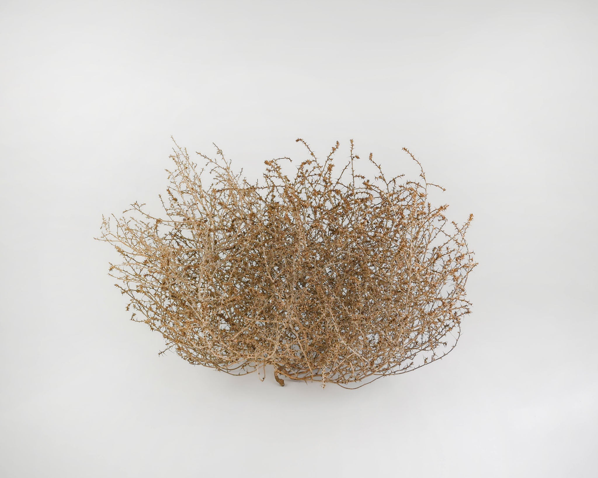 DriedDecor collection at Resin Society