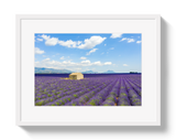 Lavender Fields by Johnny Vacay - product image 2 for Resin Society