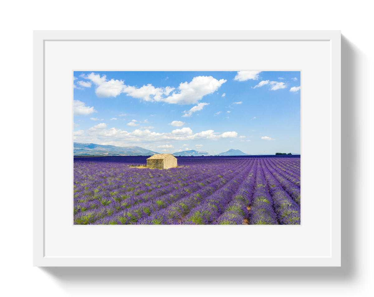Lavender Fields by Johnny Vacay - product image 2 for Resin Society
