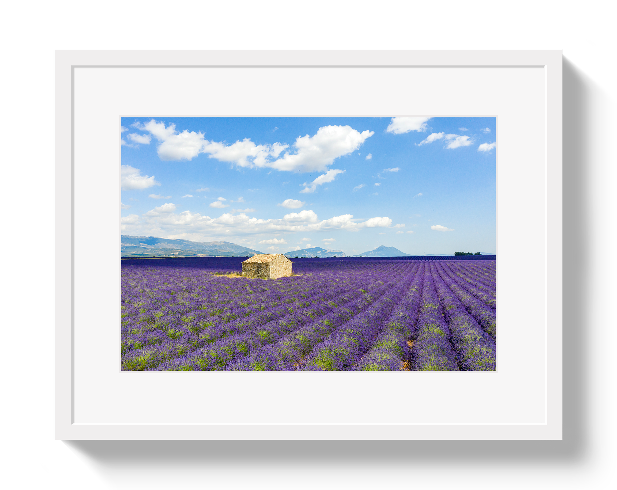 Lavender Fields by Johnny Vacay - product image 2 for Resin Society