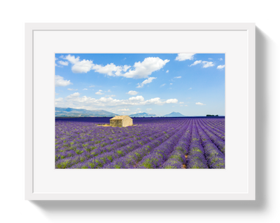 Lavender Fields by Johnny Vacay - product image 2 for Resin Society