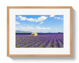Lavender Fields by Johnny Vacay - product image 3 for Resin Society