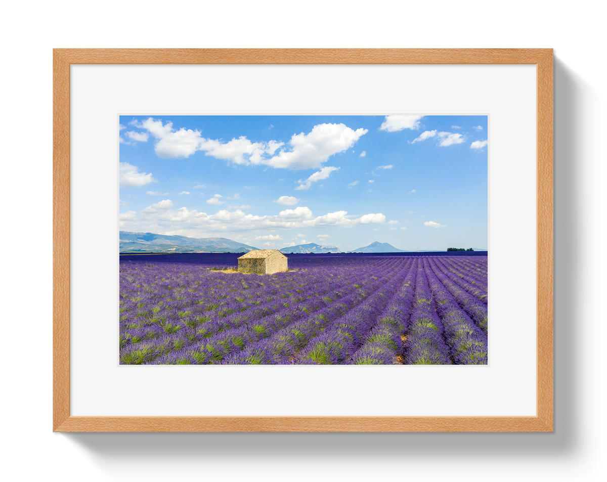Lavender Fields by Johnny Vacay - product image 3 for Resin Society