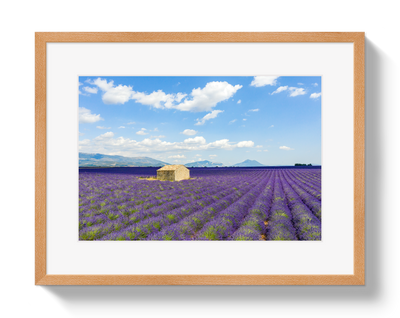 Lavender Fields by Johnny Vacay - product image 3 for Resin Society