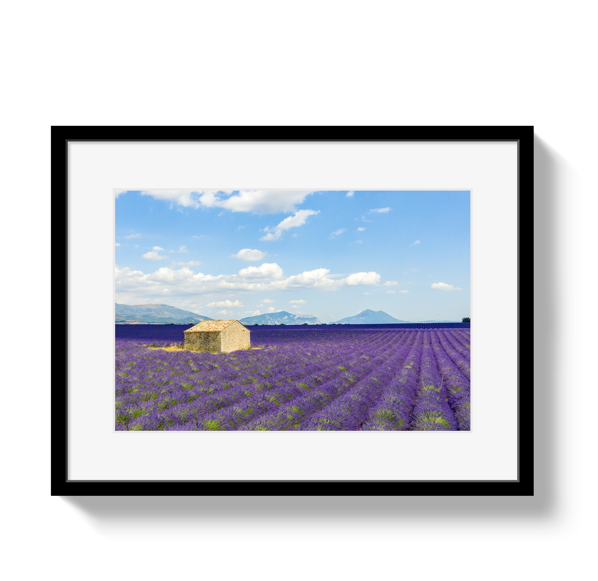 Lavender Fields by Johnny Vacay - main product image for Resin Society