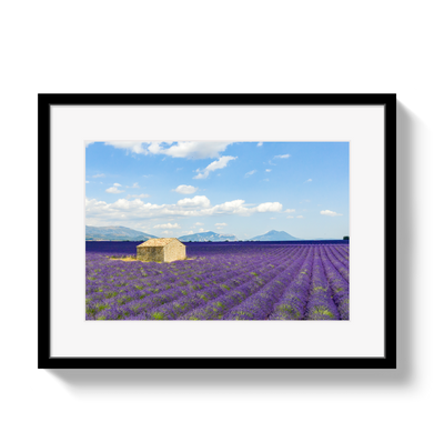 Lavender Fields by Johnny Vacay - main product image for Resin Society