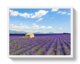 Lavender Fields by Johnny Vacay - product image 5 for Resin Society