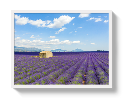 Lavender Fields by Johnny Vacay - product image 5 for Resin Society