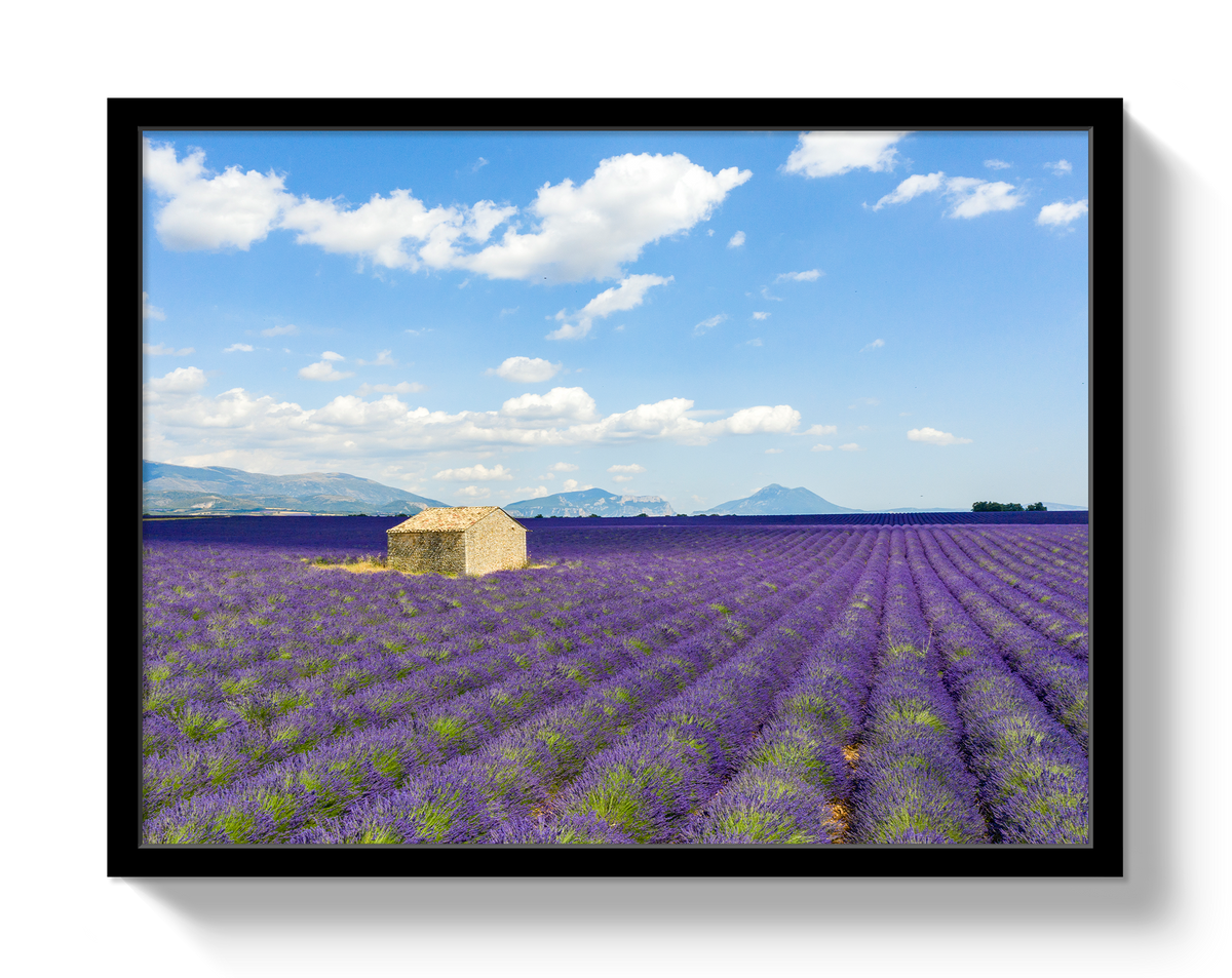 Lavender Fields by Johnny Vacay - product image 4 for Resin Society