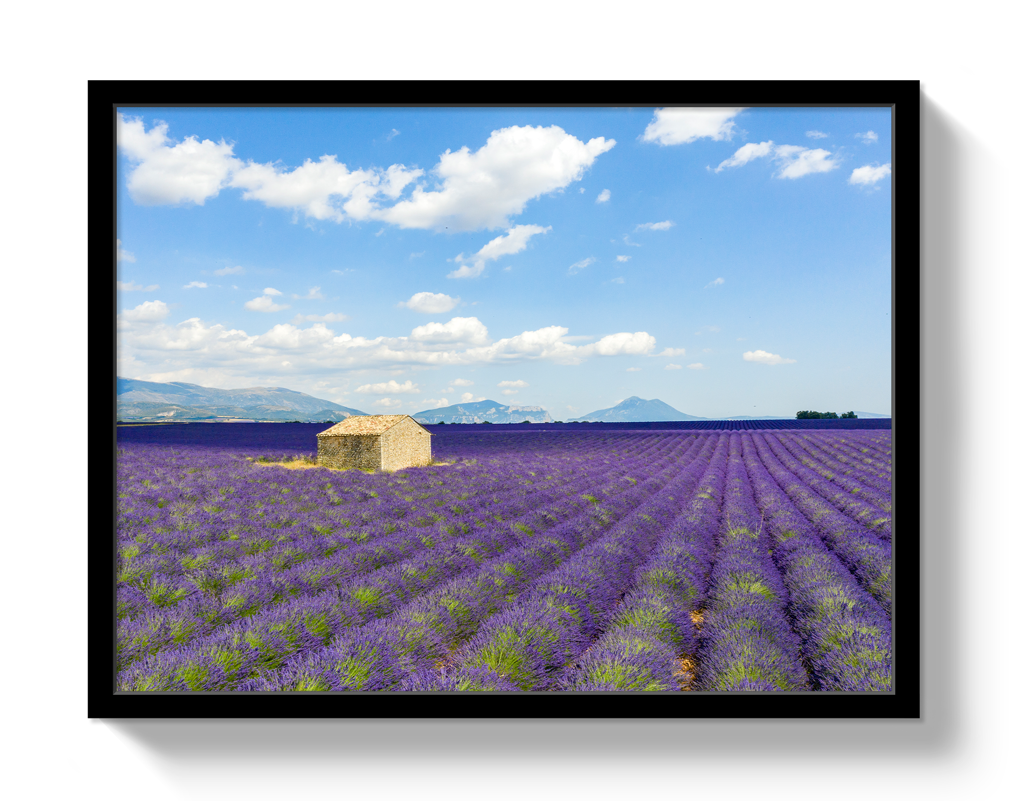 Lavender Fields by Johnny Vacay - product image 4 for Resin Society