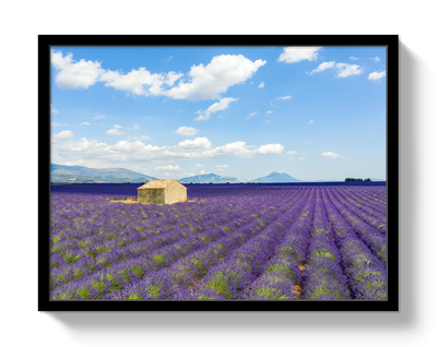 Lavender Fields by Johnny Vacay - product image 4 for Resin Society