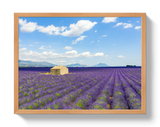 Lavender Fields by Johnny Vacay - product image 6 for Resin Society