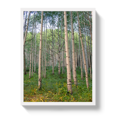 Aspen Grove by Johnny Vacay - product image 5 for Resin Society