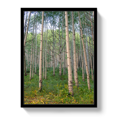 Aspen Grove by Johnny Vacay - product image 4 for Resin Society