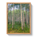 Aspen Grove by Johnny Vacay - product image 6 for Resin Society