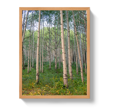 Aspen Grove by Johnny Vacay - product image 6 for Resin Society