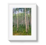 Aspen Grove by Johnny Vacay - product image 2 for Resin Society