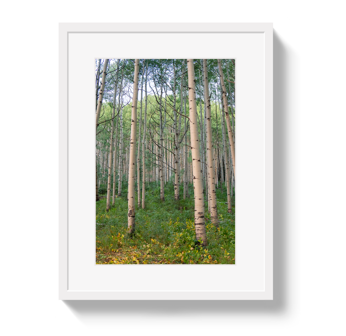 Aspen Grove by Johnny Vacay - product image 2 for Resin Society
