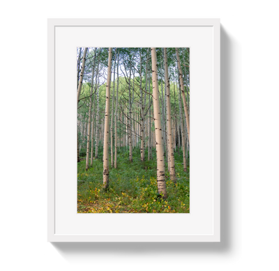 Aspen Grove by Johnny Vacay - product image 2 for Resin Society