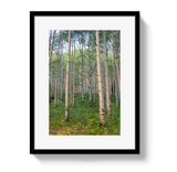 Aspen Grove by Johnny Vacay - main product image for Resin Society