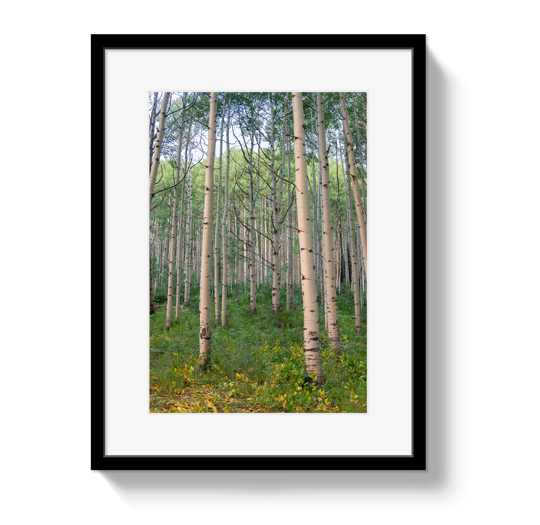 Aspen Grove by Johnny Vacay - main product image for Resin Society