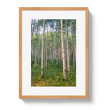 Aspen Grove by Johnny Vacay - product image 3 for Resin Society