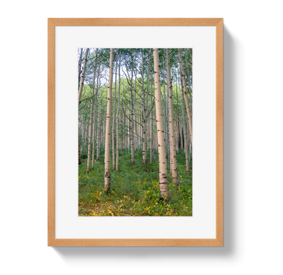 Aspen Grove by Johnny Vacay - product image 3 for Resin Society