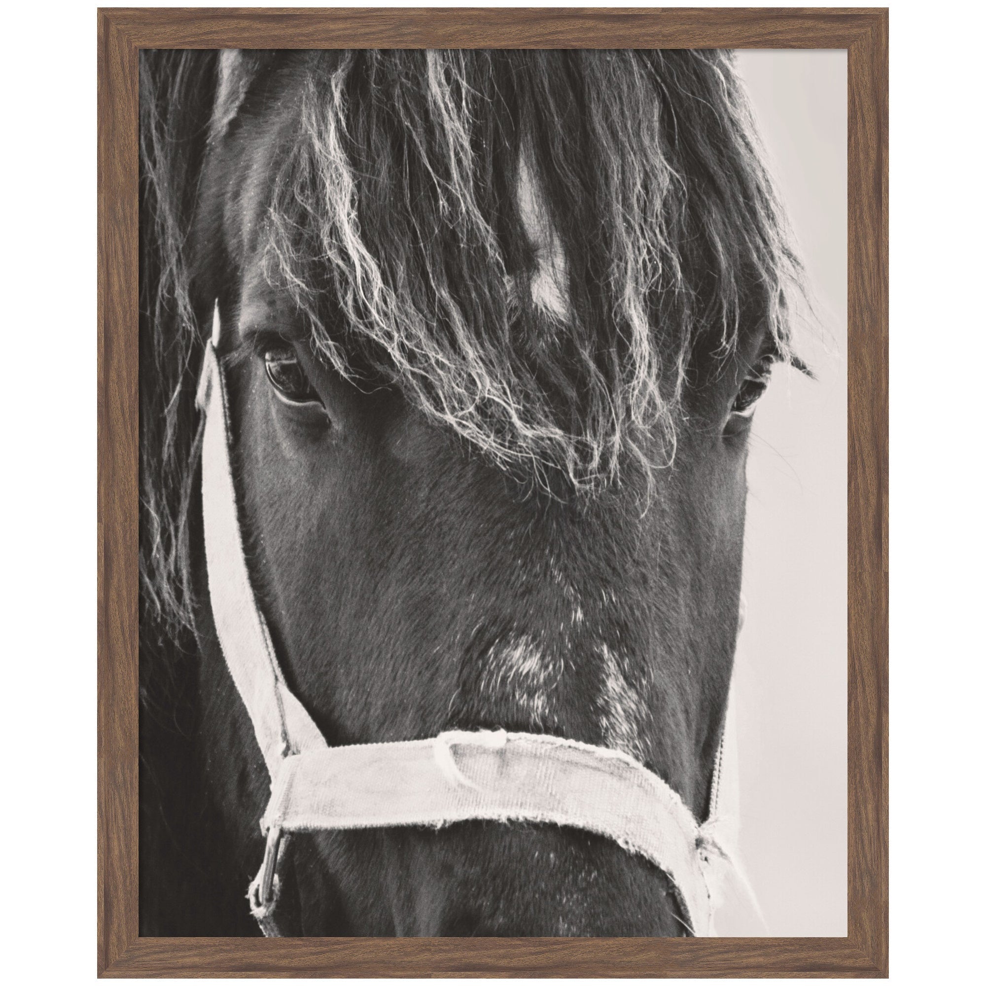 Framed wall art print titled Black Horse by Emiko and Mark Franzen, featuring a black and white horse image in a wooden frame with chocolate woodgrain stripe
