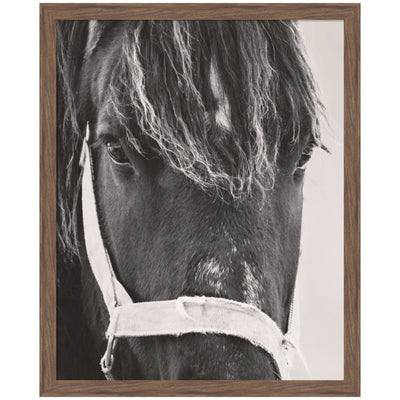Framed wall art print titled Black Horse by Emiko and Mark Franzen, featuring a black and white horse image in a wooden frame with chocolate woodgrain stripe