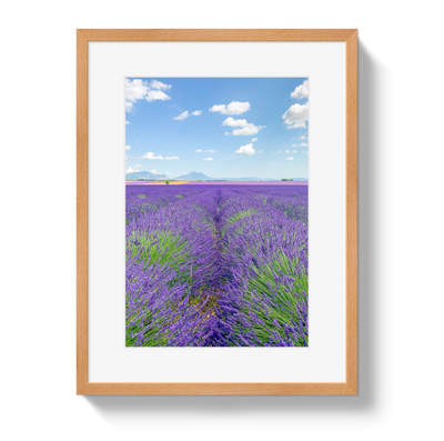 Lavender Fields 2 by Johnny Vacay - product image 3 for Resin Society