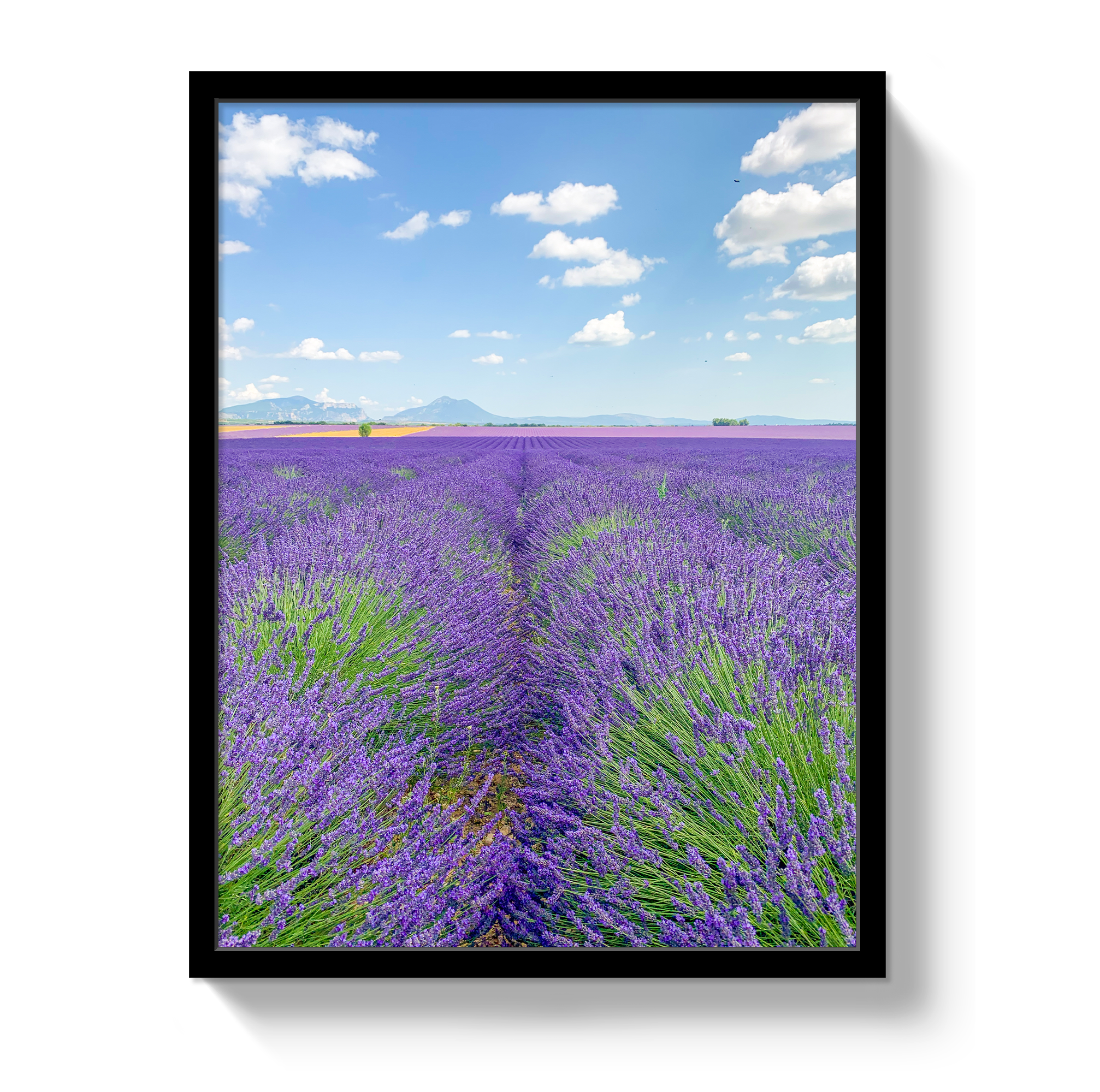 Lavender Fields 2 by Johnny Vacay - product image 4 for Resin Society