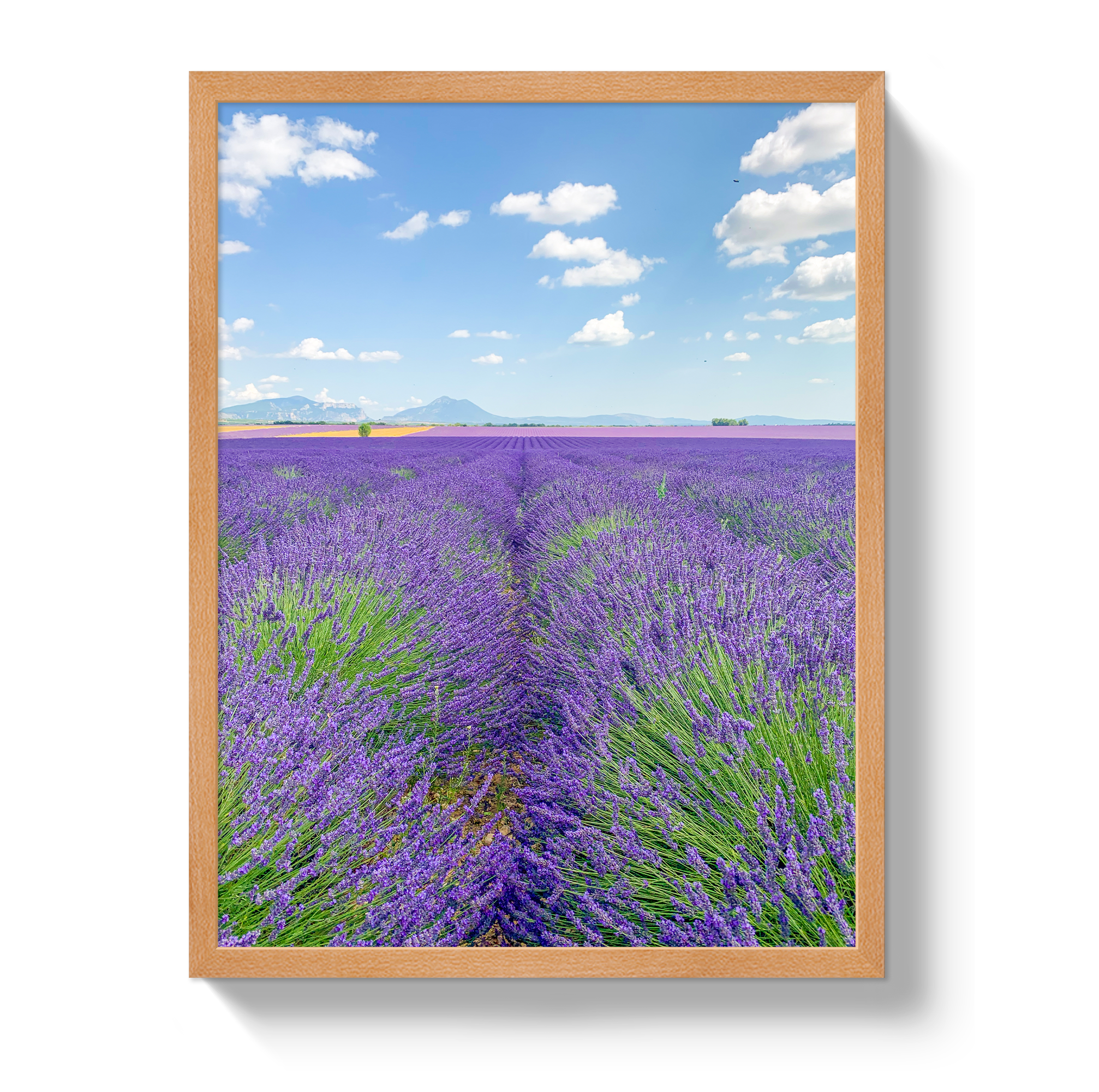 Lavender Fields 2 by Johnny Vacay - product image 6 for Resin Society