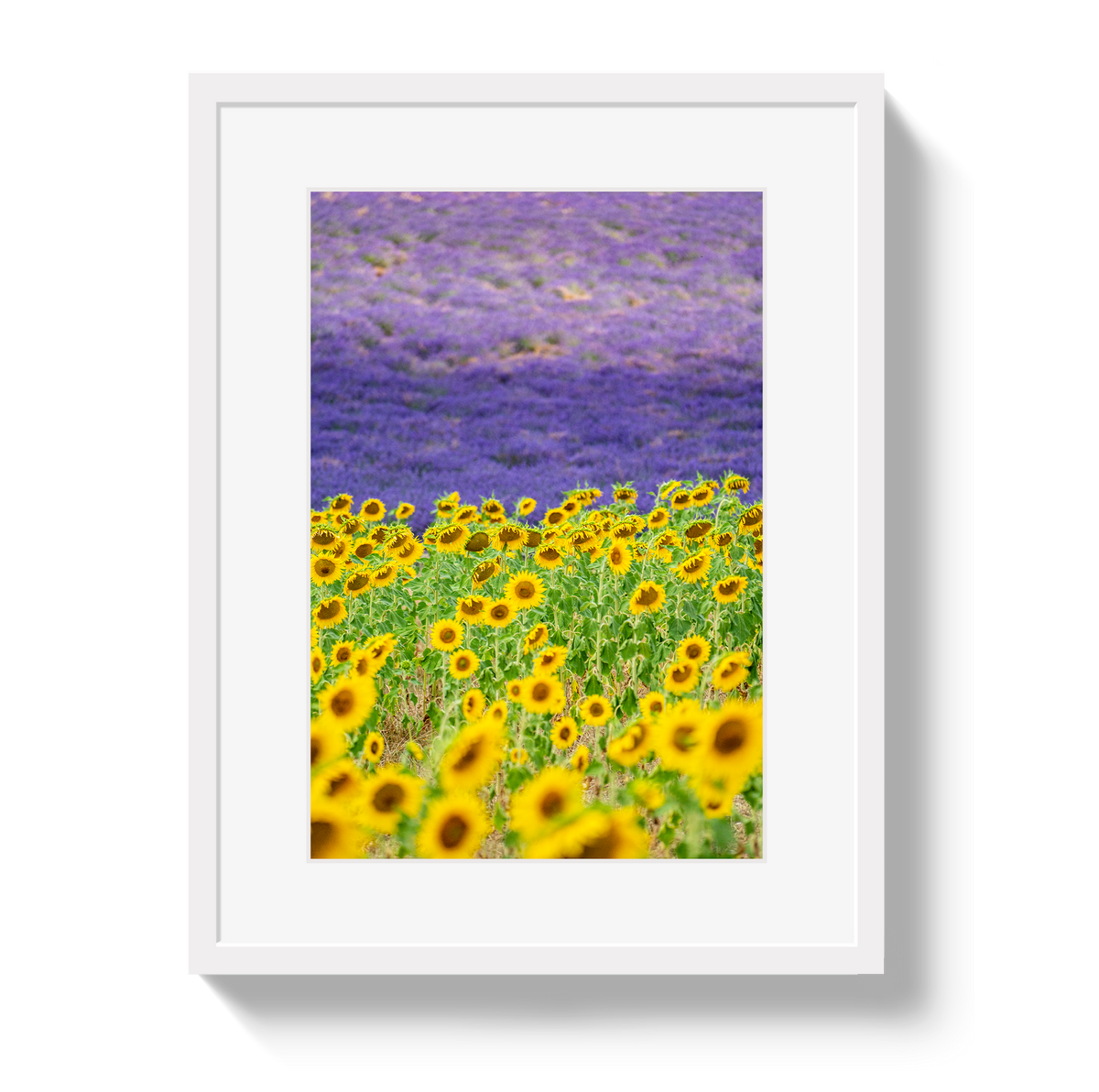 Sun and Lavender by Johnny Vacay - product image 2 for Resin Society
